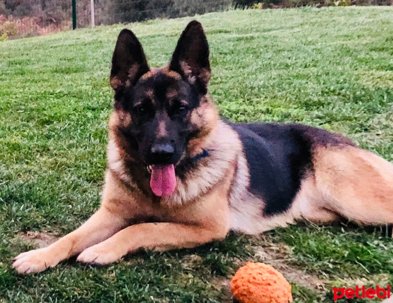 Alman Çoban Köpeği, Köpek  Hera fotoğrafı