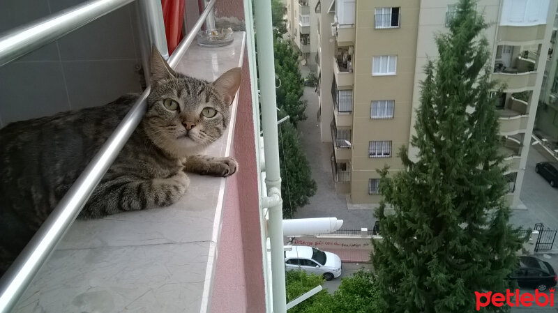 Tekir Kedi, Kedi  Bücür Mınış fotoğrafı