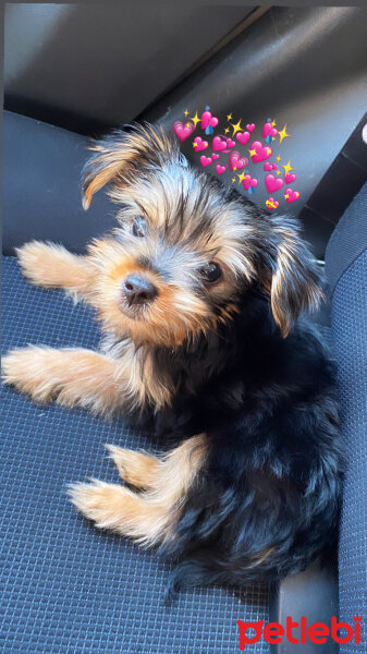 Yorkshire Terrier, Köpek  Sushi fotoğrafı