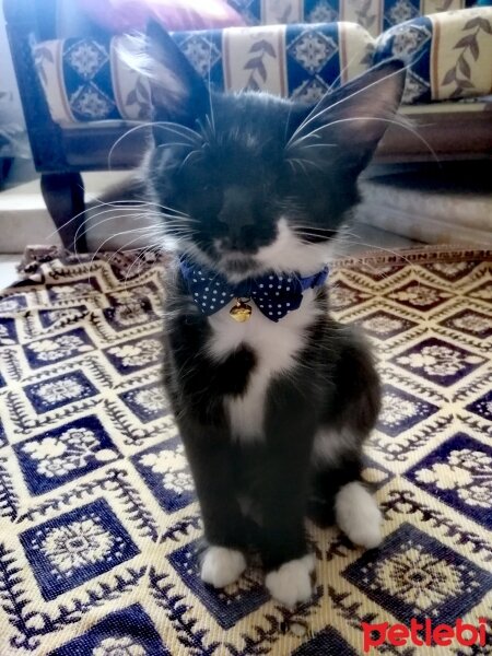 Tuxedo (Smokin) Kedi, Kedi  Oscar fotoğrafı