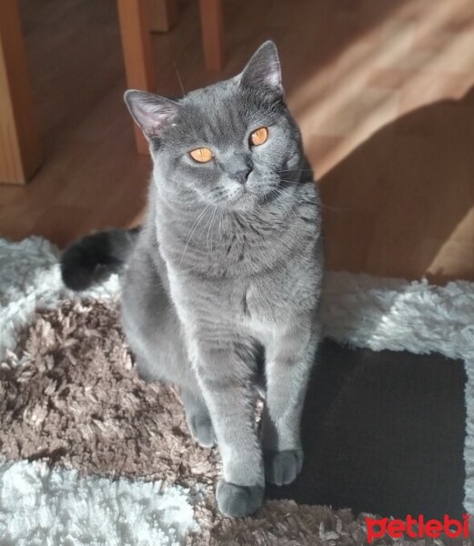 British Shorthair, Kedi  Rio fotoğrafı