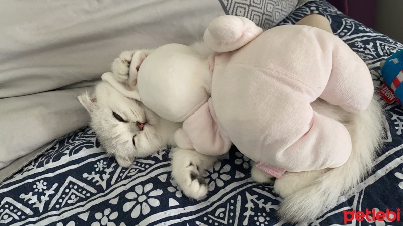 Scottish Fold, Kedi  Milka fotoğrafı