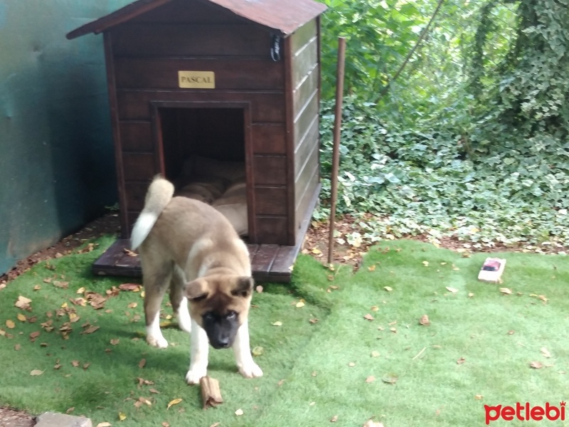 Akita İnu, Köpek  Pascal fotoğrafı