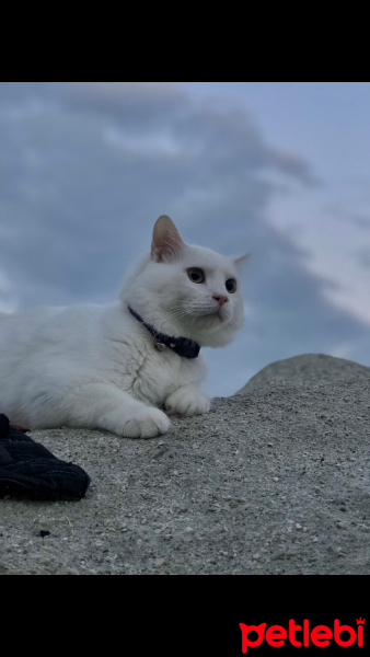Van Kedisi, Kedi  Süt fotoğrafı