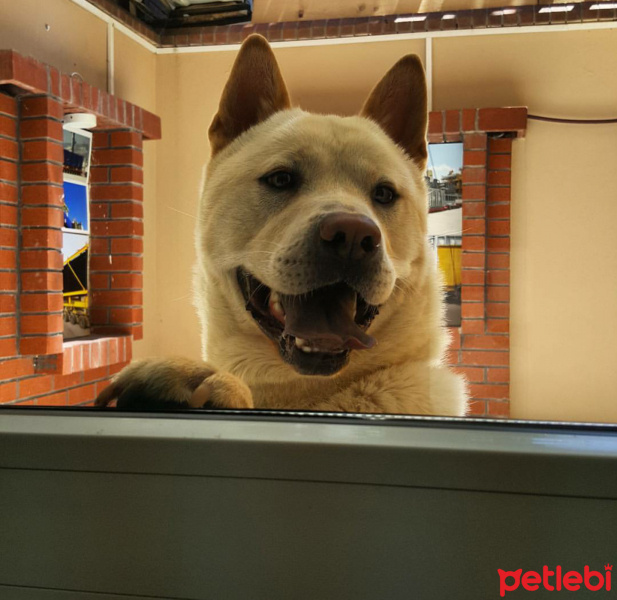 Akita İnu, Köpek  Treu fotoğrafı