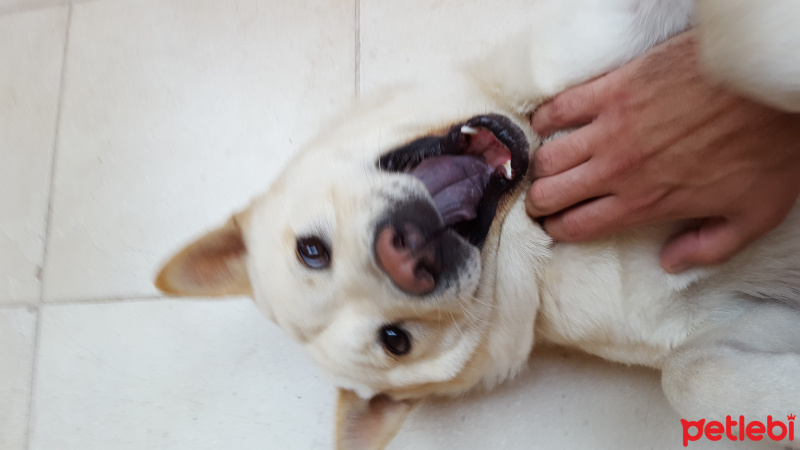 Akita İnu, Köpek  Treu fotoğrafı