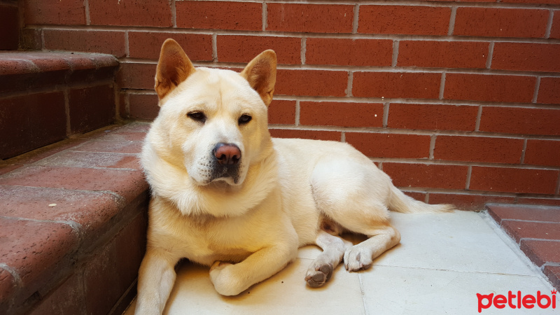 Akita İnu, Köpek  Treu fotoğrafı