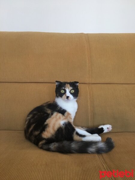 Scottish Fold, Kedi  MAYA fotoğrafı