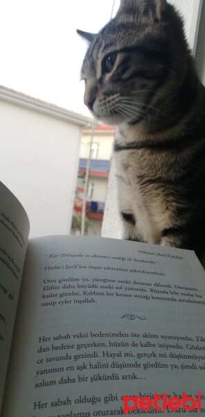 Tekir Kedi, Kedi  Ninnoş fotoğrafı