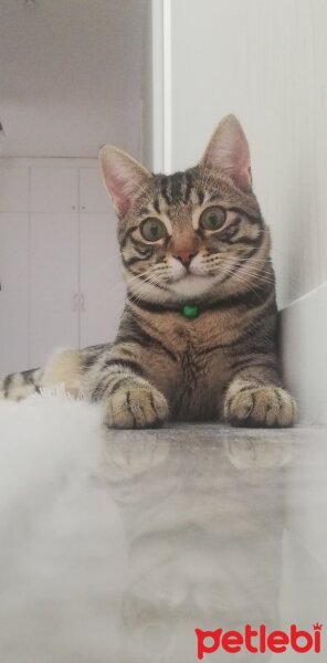 Tekir Kedi, Kedi  Ninnoş fotoğrafı