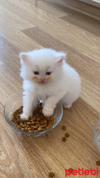 İran Kedisi (Persian), Kedi  Olaf fotoğrafı