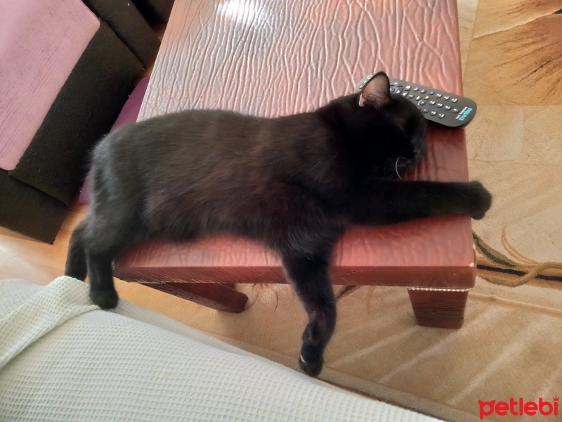 British Shorthair, Kedi  Gölge fotoğrafı