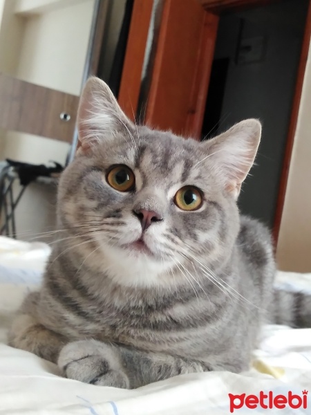 British Shorthair, Kedi  Misi fotoğrafı