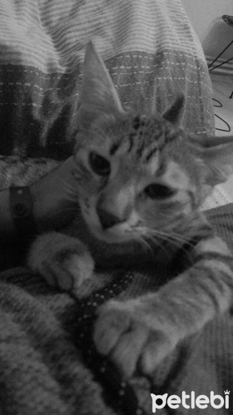 Tekir Kedi, Kedi  Loki fotoğrafı
