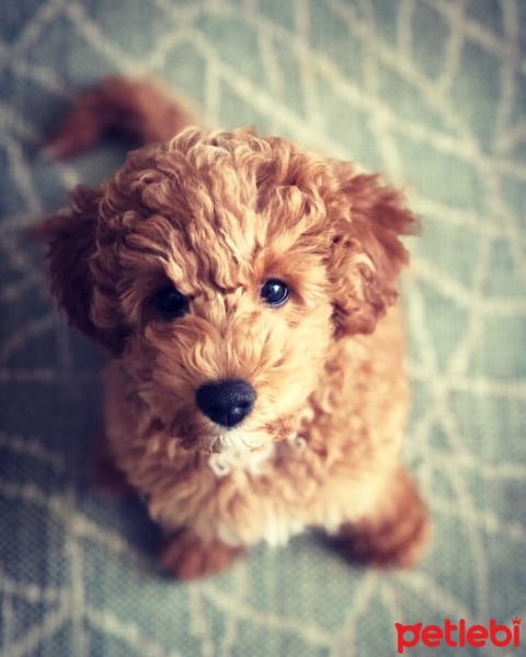 Poodle (Minyatür Kaniş), Köpek  FINDIK fotoğrafı