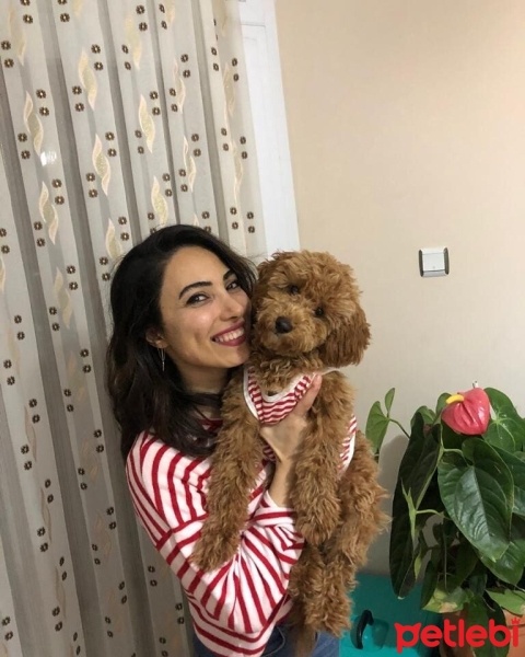 Poodle (Minyatür Kaniş), Köpek  FINDIK fotoğrafı