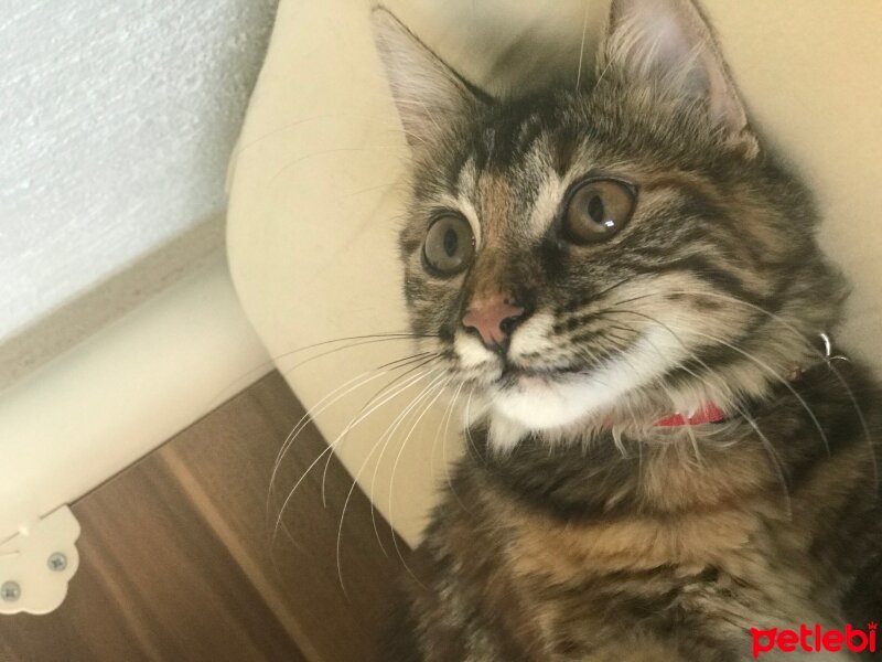 Tekir Kedi, Kedi  Lila fotoğrafı