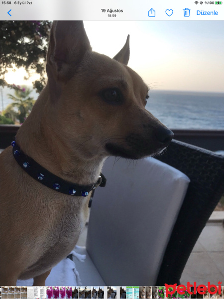 Chihuahua, Köpek  Barney fotoğrafı