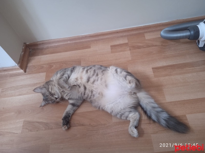 Norwegian Forest, Kedi  Miya fotoğrafı
