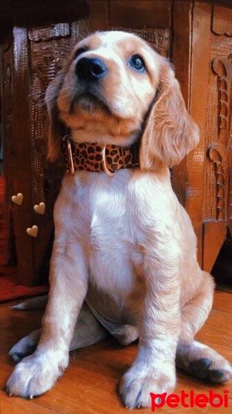 İngiliz Cocker Spaniel, Köpek  Romeo fotoğrafı