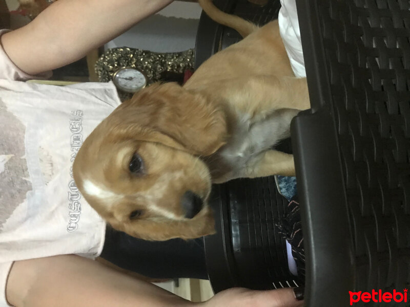 İngiliz Cocker Spaniel, Köpek  Romeo fotoğrafı