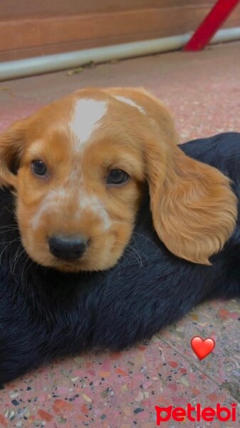 İngiliz Cocker Spaniel, Köpek  Romeo fotoğrafı