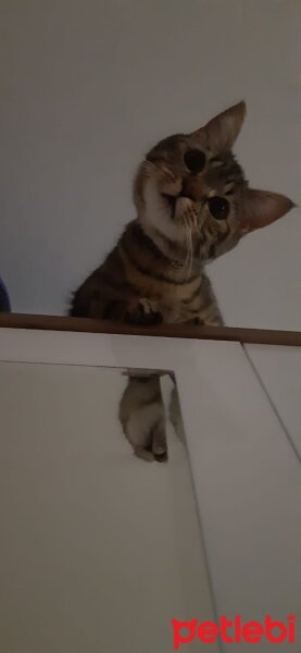 Tekir Kedi, Kedi  Yumak fotoğrafı