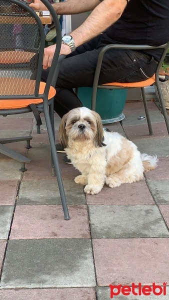 Shih Tzu, Köpek  Bufy fotoğrafı