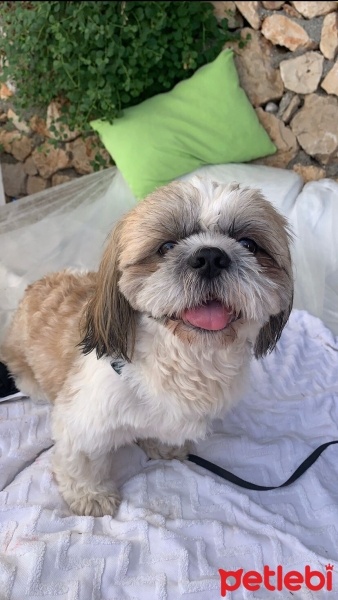 Shih Tzu, Köpek  Bufy fotoğrafı