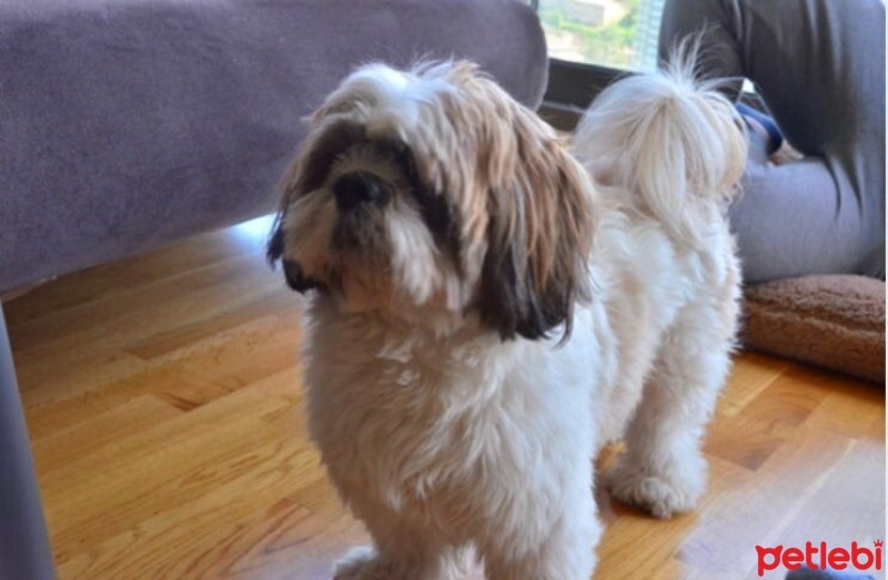 Shih Tzu, Köpek  Bufy fotoğrafı