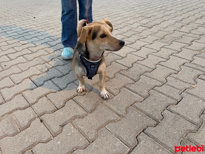 Russian Spaniel, Köpek  Coffe fotoğrafı
