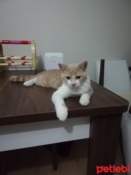 British Shorthair, Kedi  KÖPÜK fotoğrafı