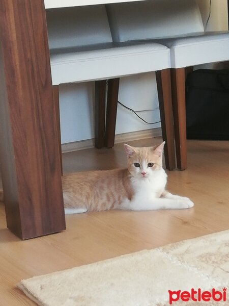 British Shorthair, Kedi  KÖPÜK fotoğrafı