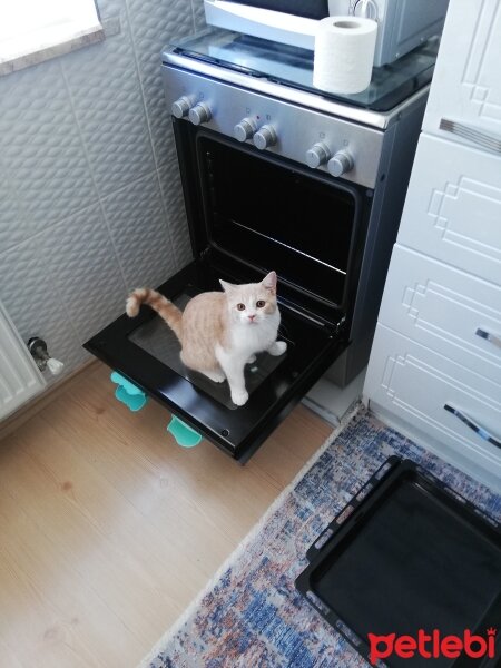 British Shorthair, Kedi  KÖPÜK fotoğrafı