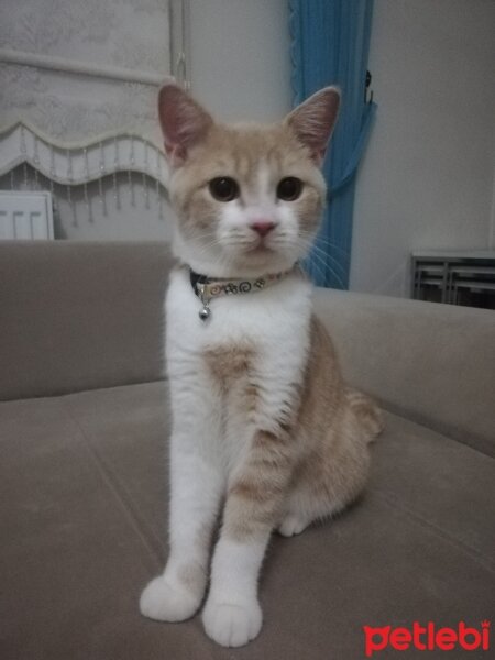 British Shorthair, Kedi  KÖPÜK fotoğrafı