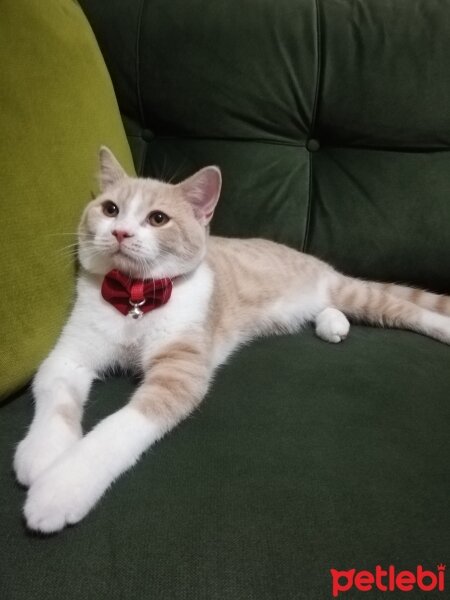 British Shorthair, Kedi  KÖPÜK fotoğrafı