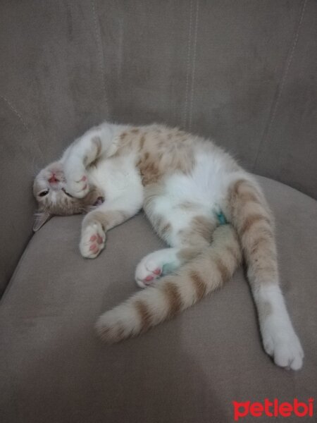 British Shorthair, Kedi  KÖPÜK fotoğrafı