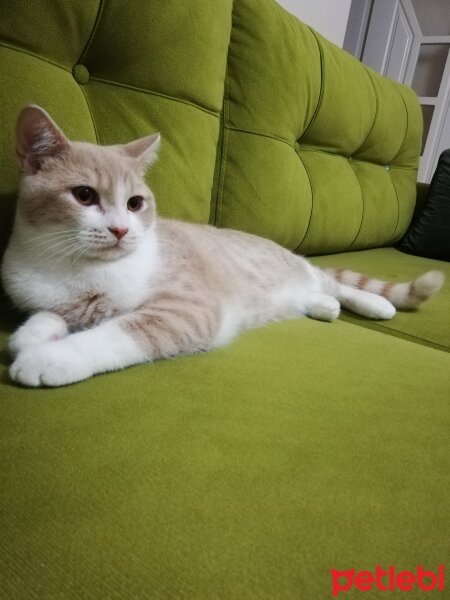 British Shorthair, Kedi  KÖPÜK fotoğrafı