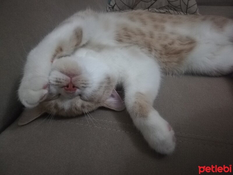 British Shorthair, Kedi  KÖPÜK fotoğrafı