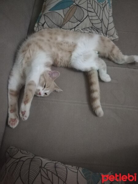 British Shorthair, Kedi  KÖPÜK fotoğrafı