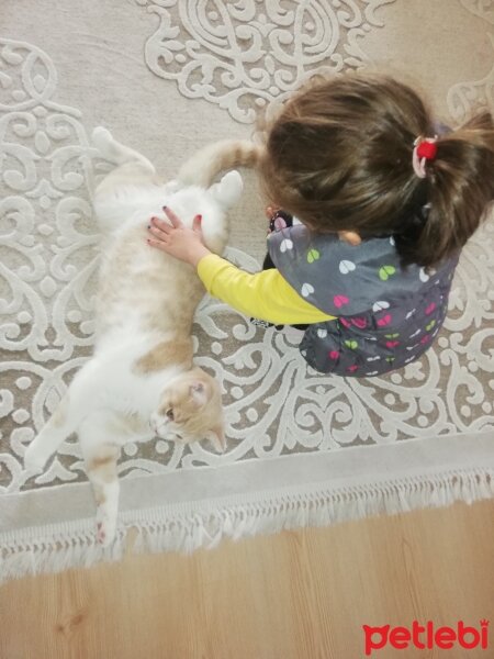 British Shorthair, Kedi  KÖPÜK fotoğrafı