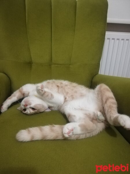 British Shorthair, Kedi  KÖPÜK fotoğrafı