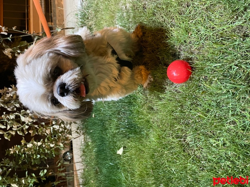 Shih Tzu, Köpek  Badem fotoğrafı