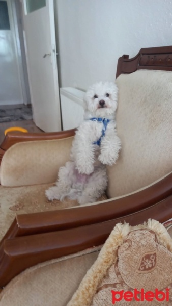 Maltese, Köpek  Köpük fotoğrafı