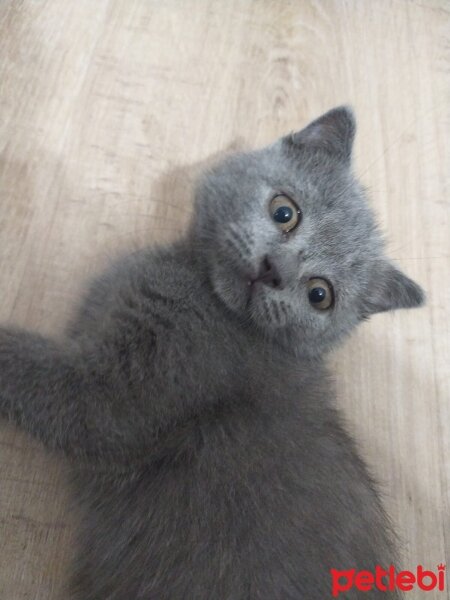 Scottish Fold, Kedi  Leyla fotoğrafı