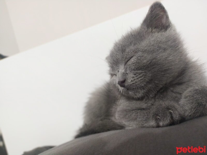 Scottish Fold, Kedi  Leyla fotoğrafı