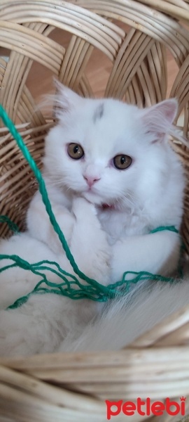 British Shorthair, Kedi  Merviş fotoğrafı