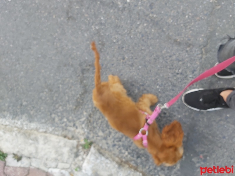 Amerikan Cocker Spaniel, Köpek  Hera fotoğrafı