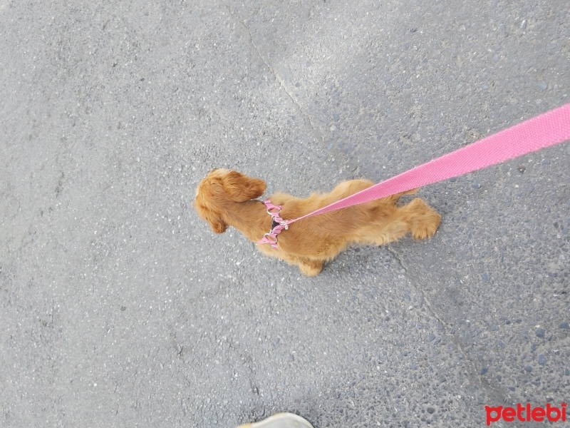 Amerikan Cocker Spaniel, Köpek  Hera fotoğrafı