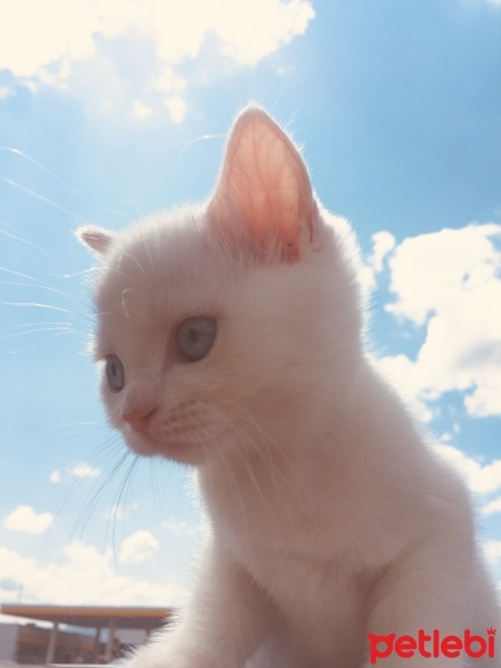 British Shorthair, Kedi  Gülbeşeker fotoğrafı